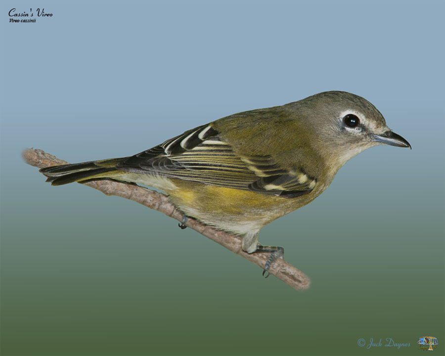 Cassin's Vireo - Vireo cassinii