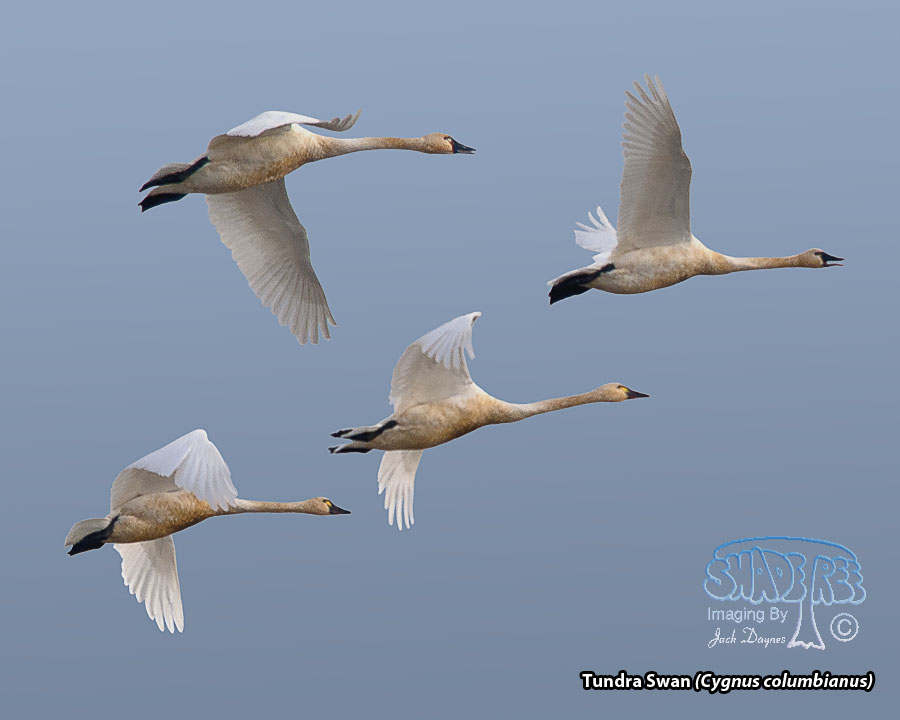 Tundra Swan - Cygnus columbianus