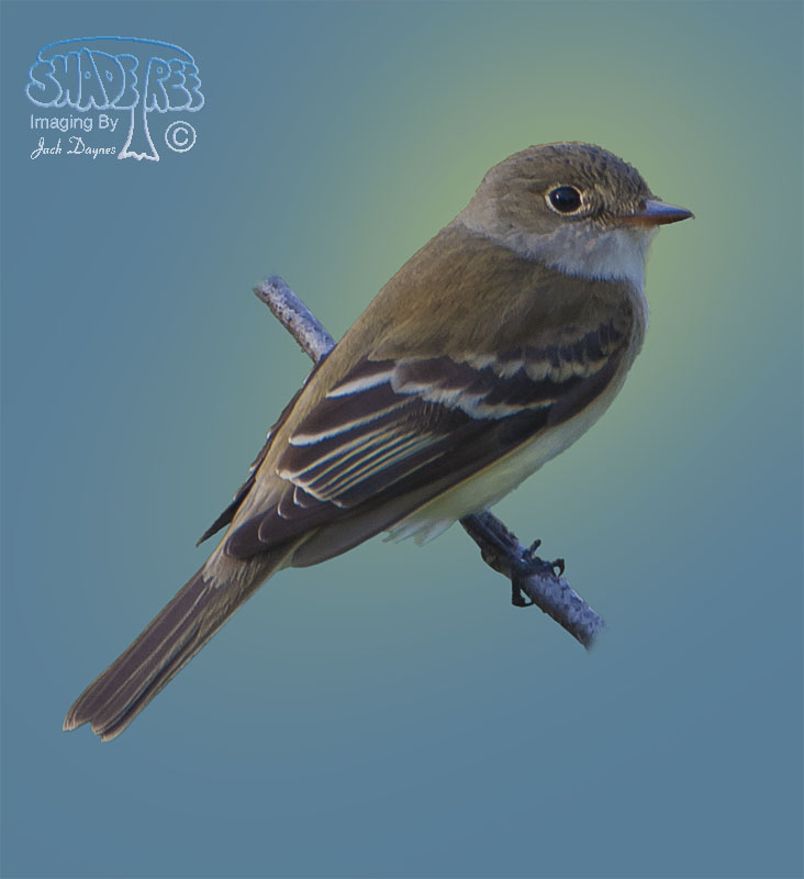 Alder Flycatcher - Empidonax alnorum
