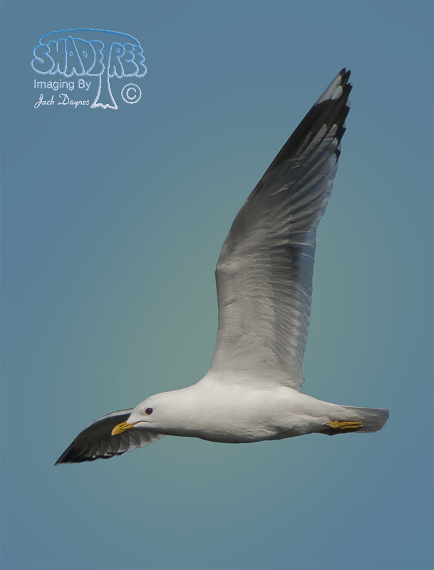 Short-Billed Gull - Larus brachyrhynchus