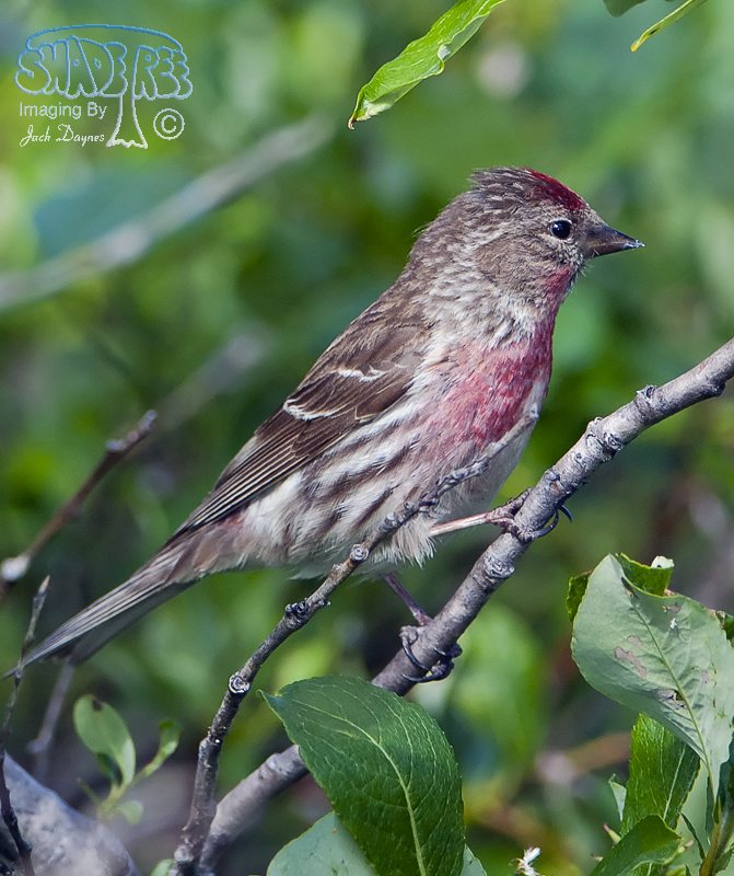 Common Redpoll - Acanthis flammea
