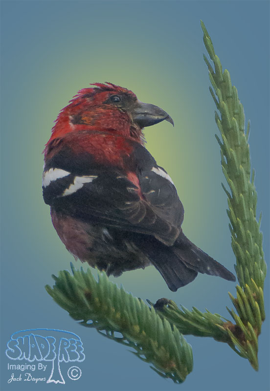 White-Winged Crossbill - Loxia leucoptera