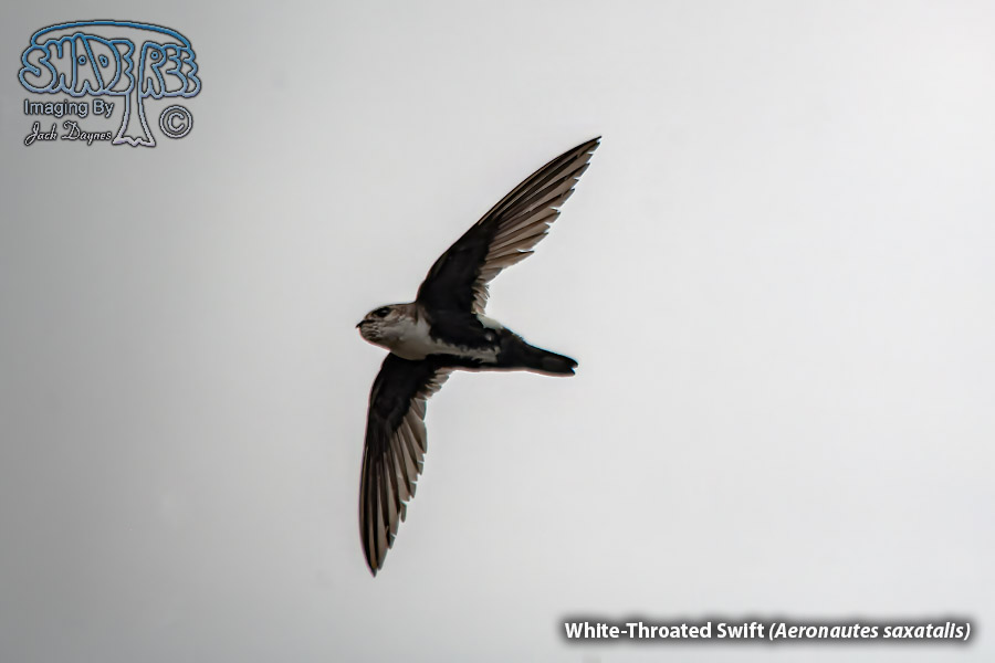 White-Throated Swift - Aeronautes saxatalis