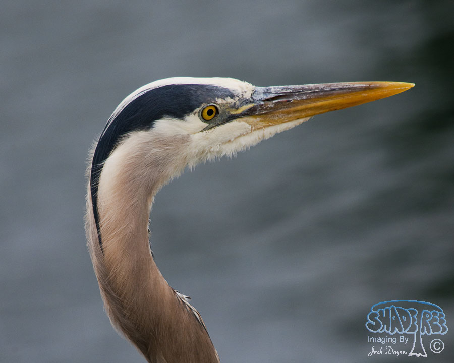 Great Blue Heron - Ardea herodias