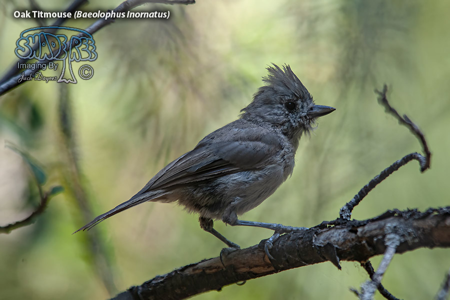 Oak Titmouse - Baeolophus inornatus