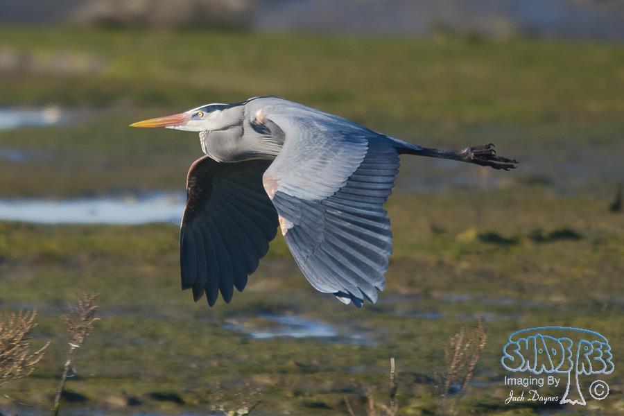 Great Blue Heron - Ardea herodias