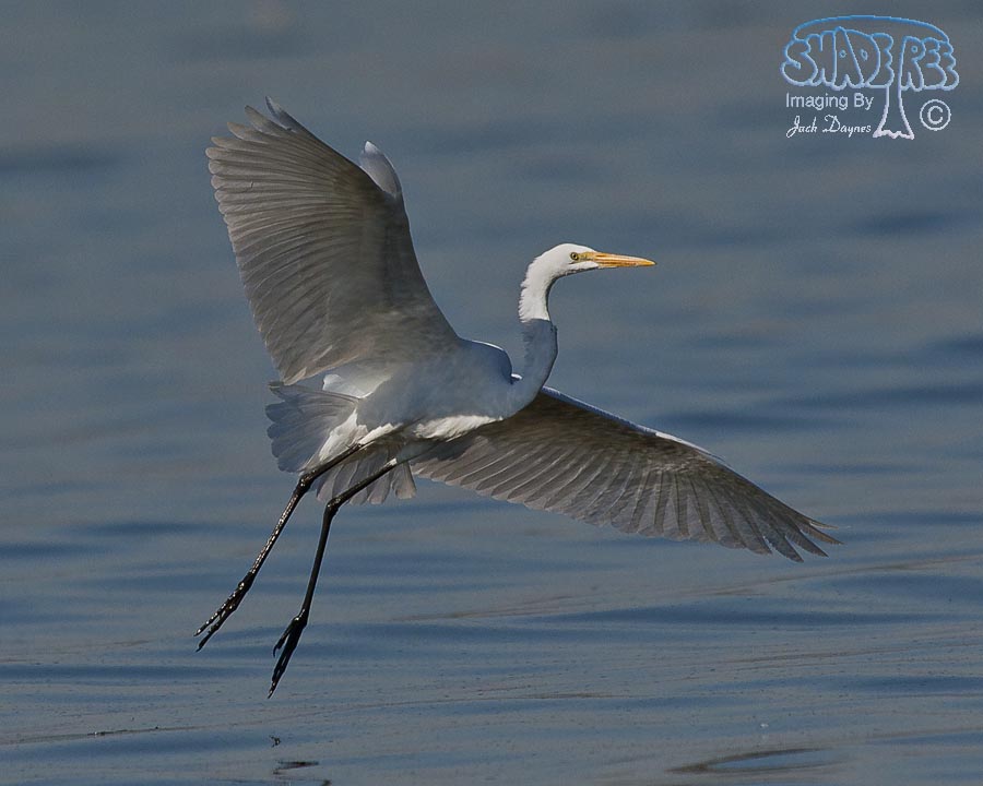 Great Egret - Ardea alba