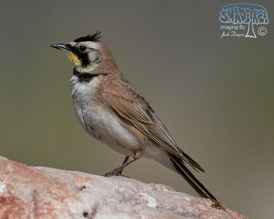 Horned Lark - Eremophila alpestris