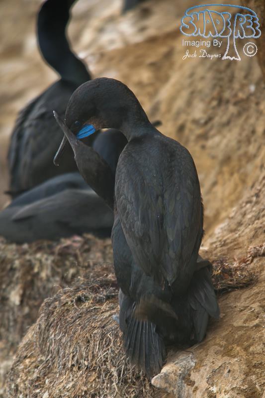 Brandt's Cormorant - Phalacrocorax penicillatus