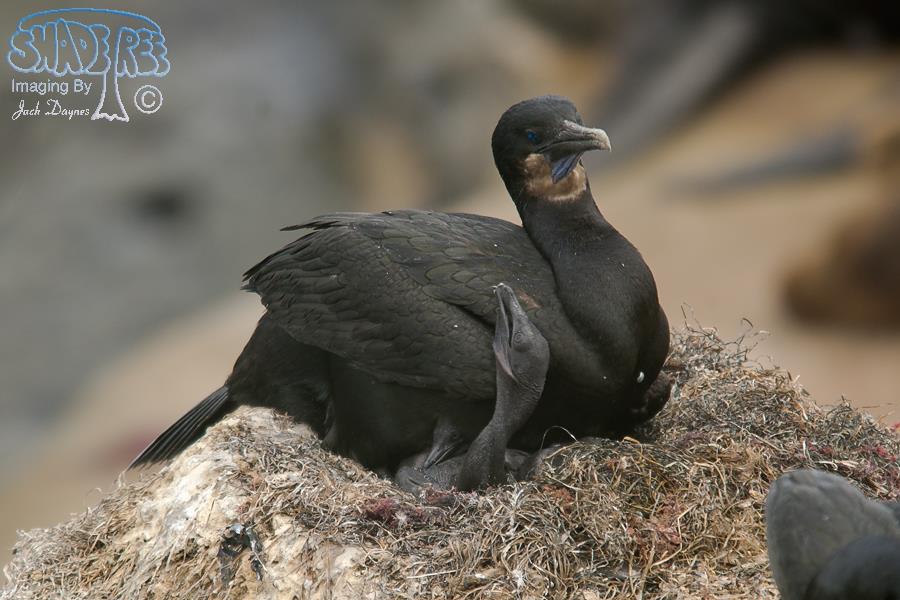 Brandt's Cormorant - Phalacrocorax penicillatus