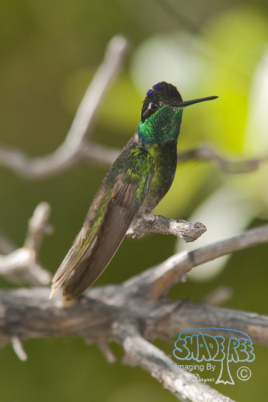 Rivoli's Hummingbird - Eugenes fulgens