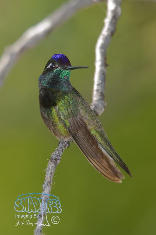 Rivoli's Hummingbird - Eugenes fulgens