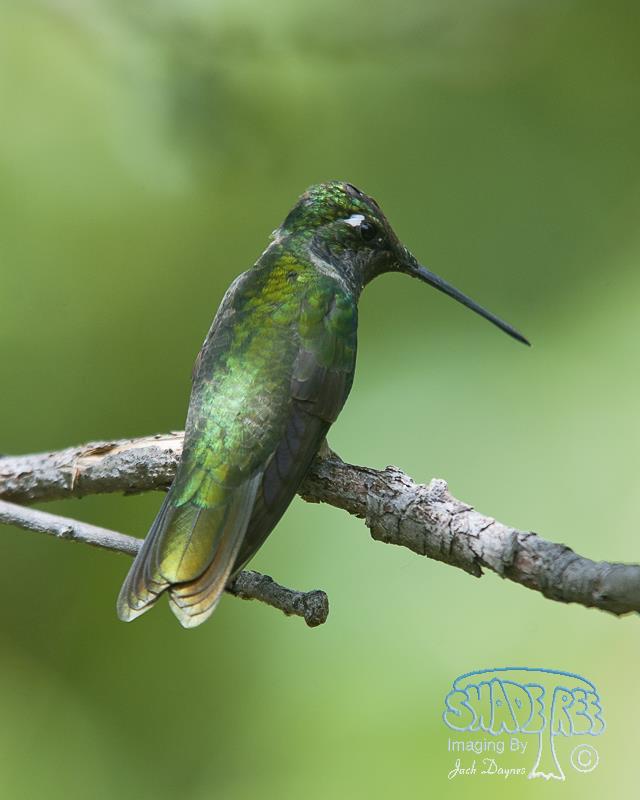 Rivoli's Hummingbird - Eugenes fulgens