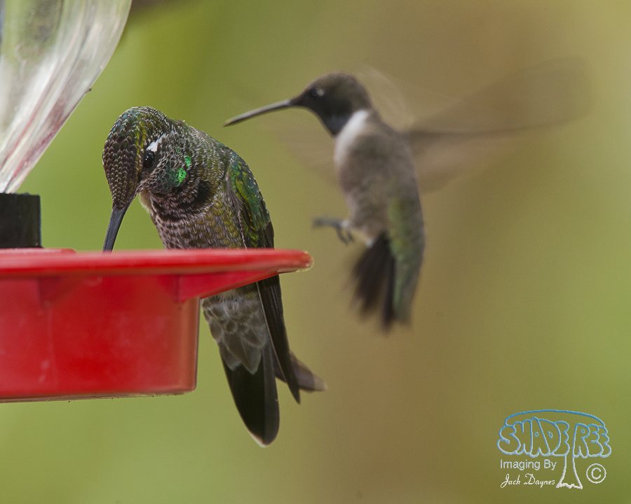 Rivoli's Hummingbird - Eugenes fulgens