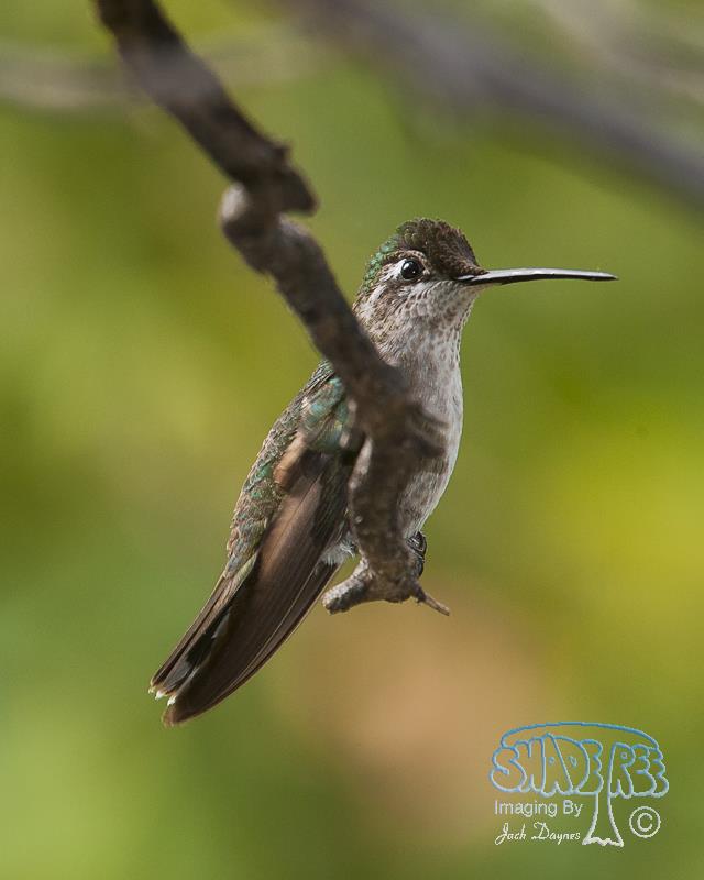 Rivoli's Hummingbird - Eugenes fulgens