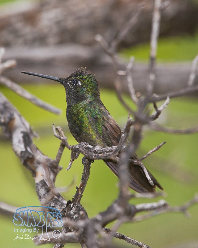 Rivoli's Hummingbird - Eugenes fulgens