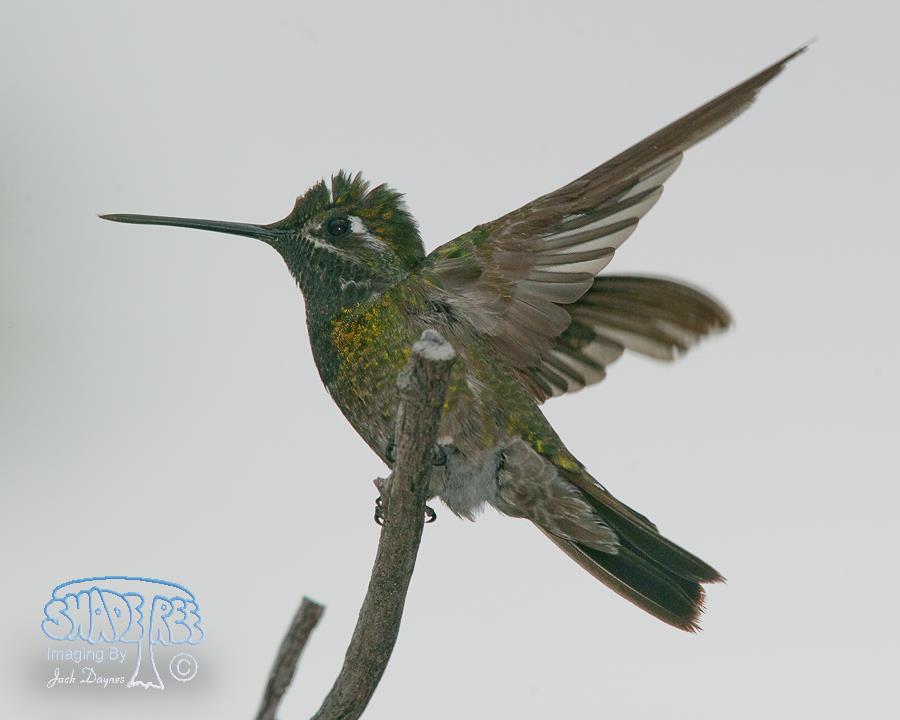 Rivoli's Hummingbird - Eugenes fulgens