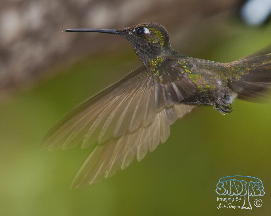 Rivoli's Hummingbird - Eugenes fulgens
