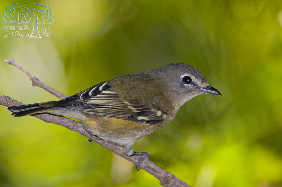 Cassin's Vireo - Vireo cassinii