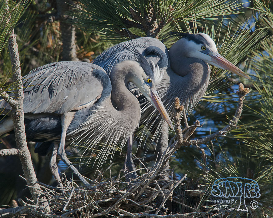 Great Blue Heron - Ardea herodias