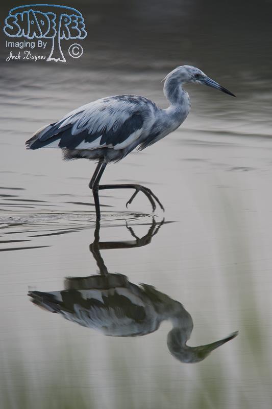 Little Blue Heron - Egretta caerulea