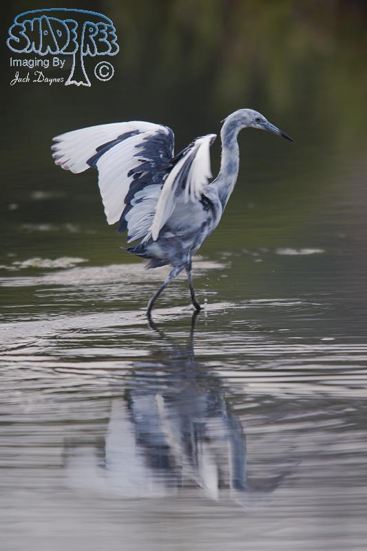 Little Blue Heron - Egretta caerulea