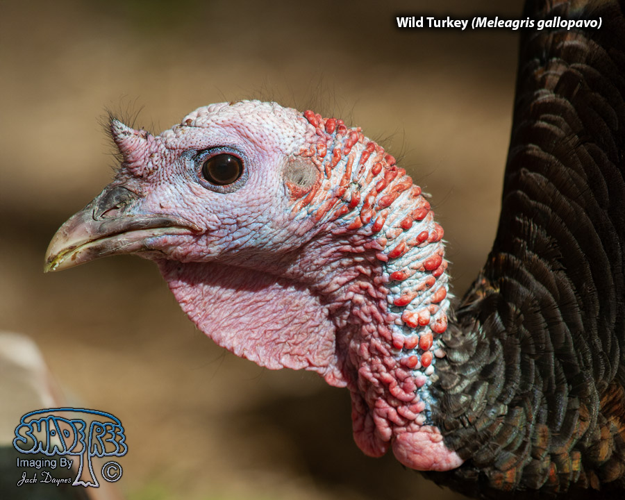 Wild Turkey - Meleagris gallopavo