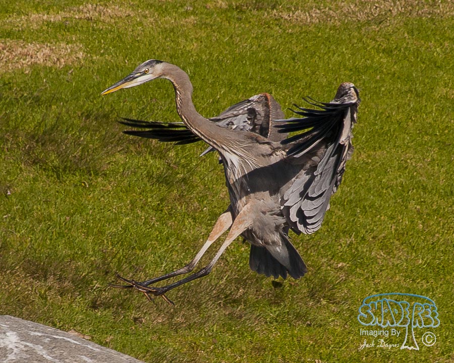 Great Blue Heron - Ardea herodias
