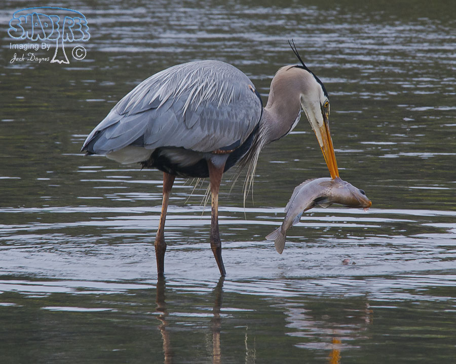 Great Blue Heron - Ardea herodias