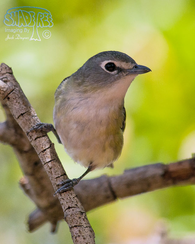 Cassin's Vireo - Vireo cassinii