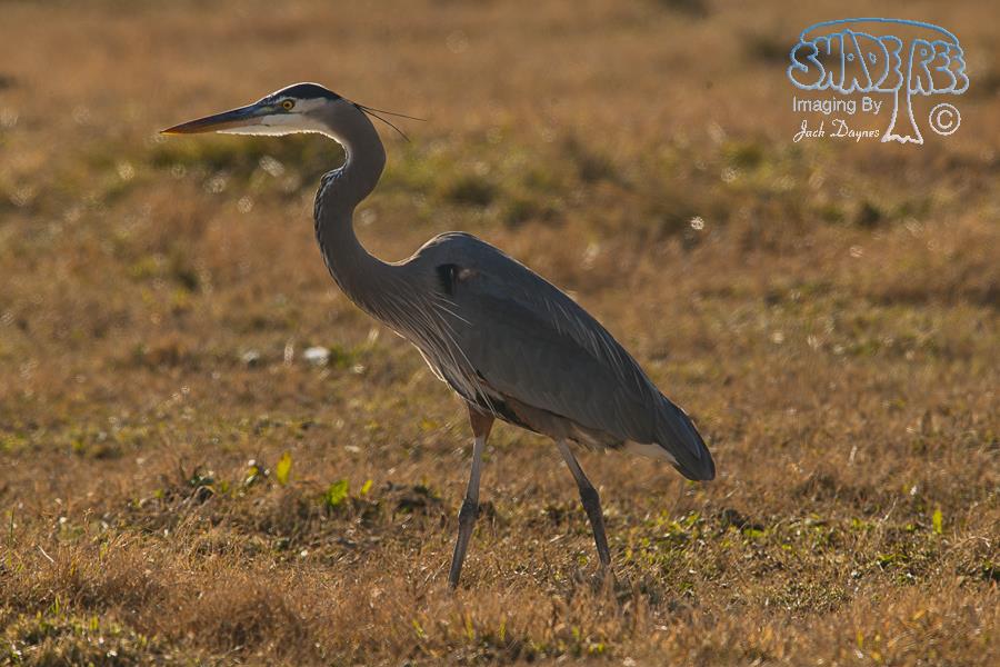 Great Blue Heron - Ardea herodias