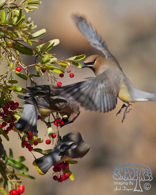 Cedar Waxwing - Bombycilla cedrorum