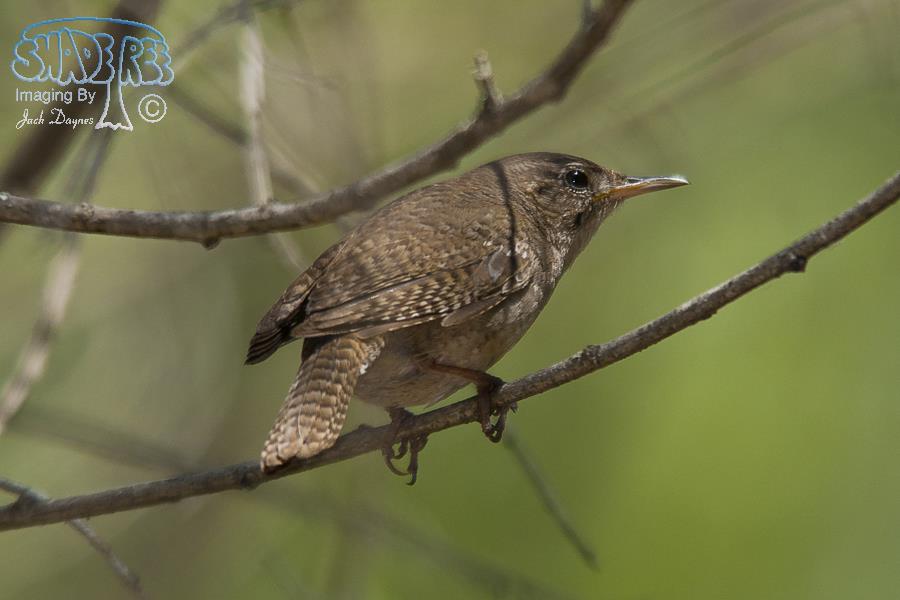 House Wren - Troglodytes aedon