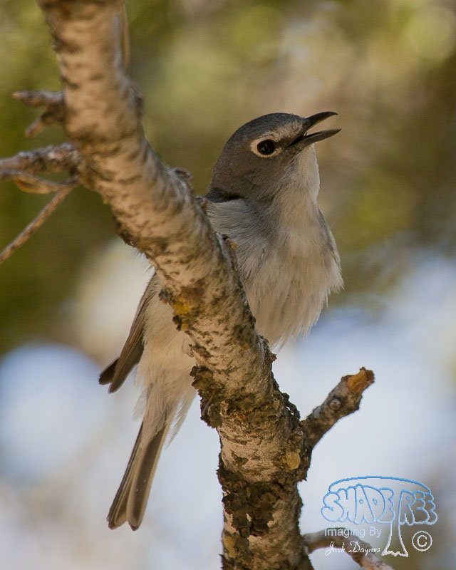 Plumbeous Vireo - Vireo plumbeus
