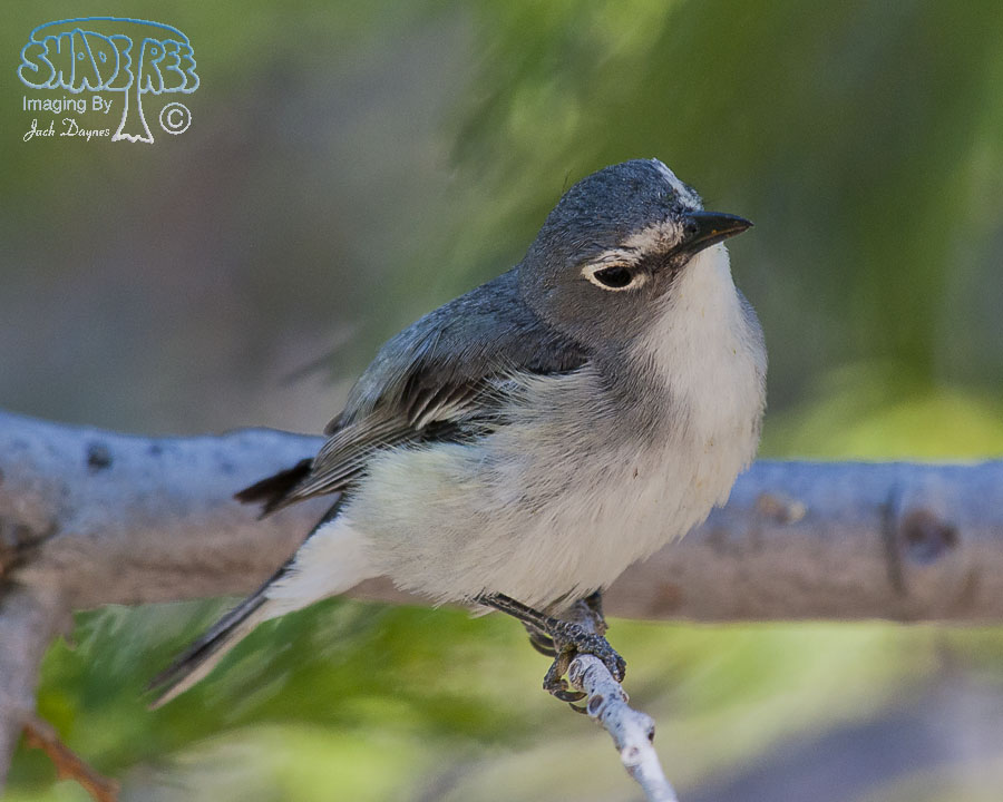 Plumbeous Vireo - Vireo plumbeus