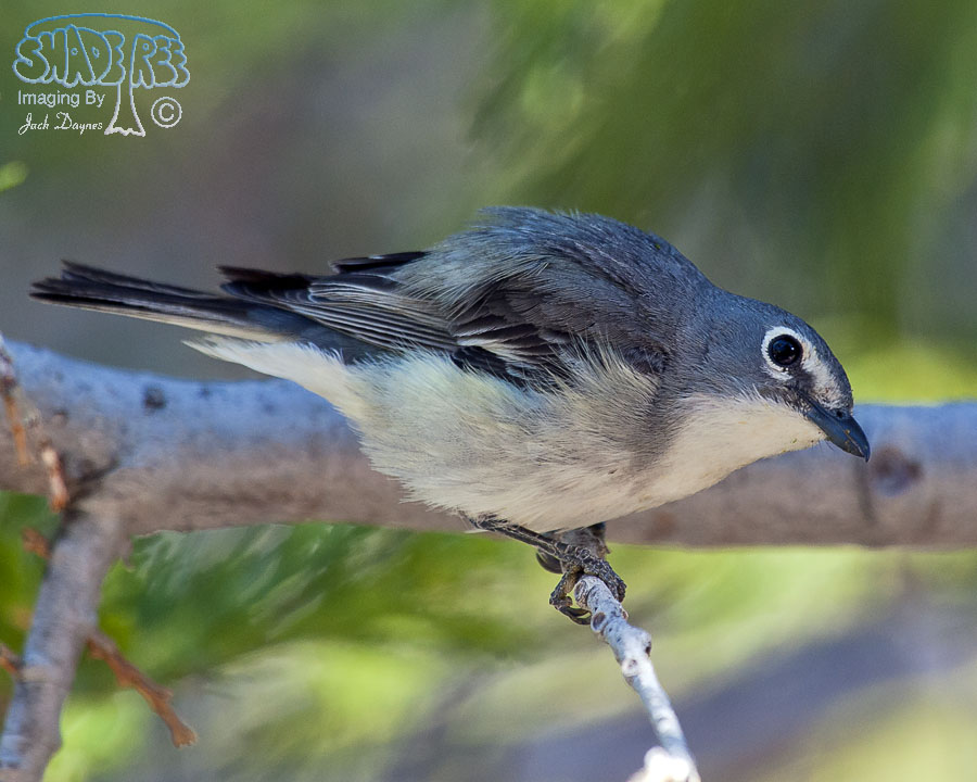 Plumbeous Vireo - Vireo plumbeus