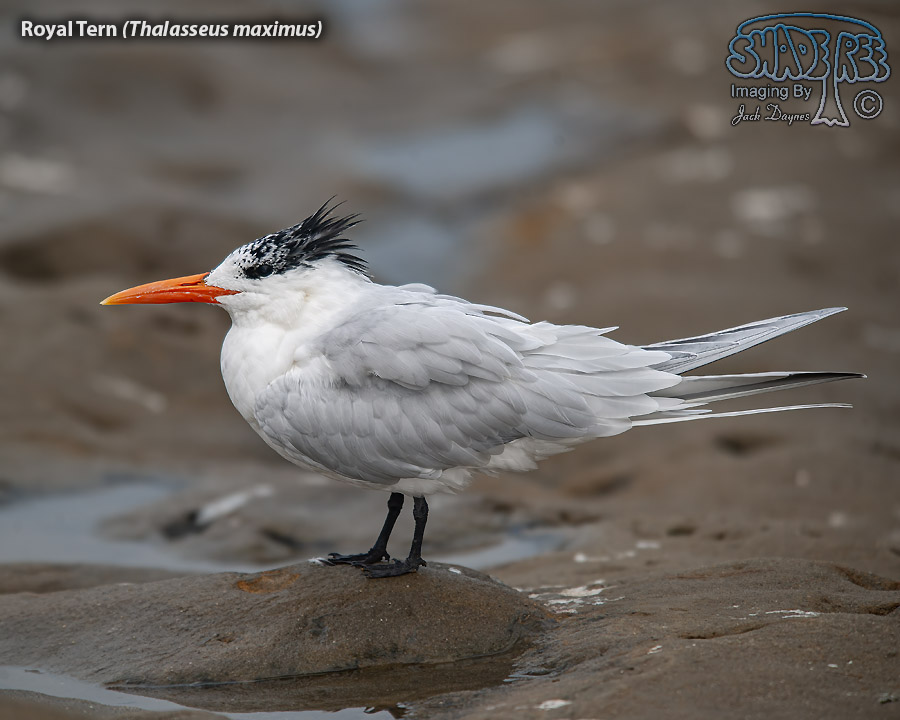 Royal Tern - Thalasseus maximus