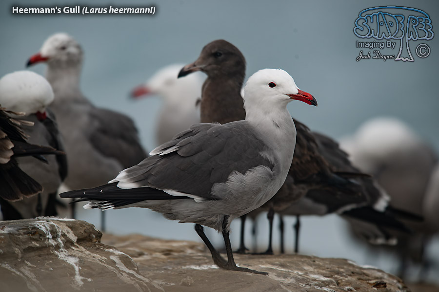 Heermann's Gull - Larus heermanni