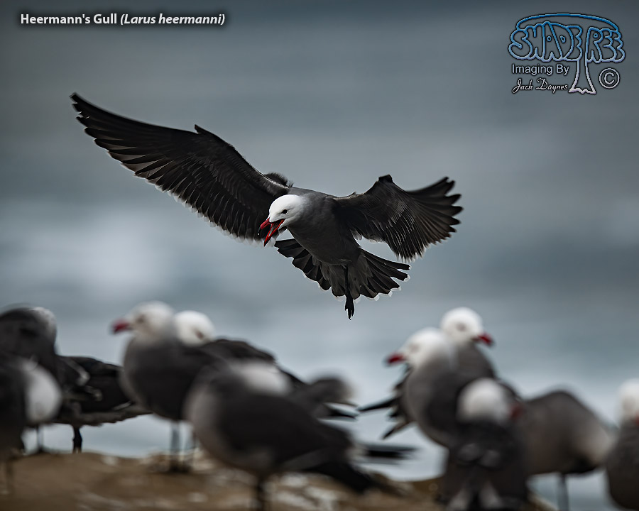 Heermann's Gull - Larus heermanni