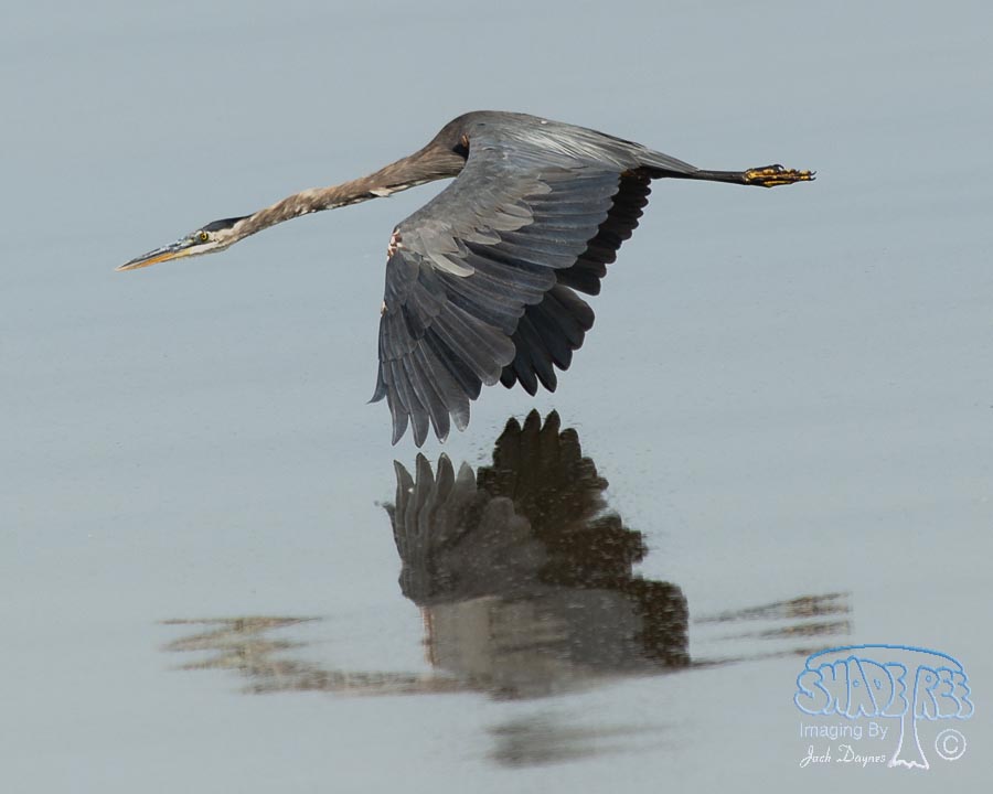 Great Blue Heron - Ardea herodias