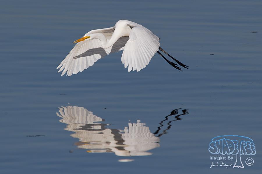 Great Egret - Ardea alba