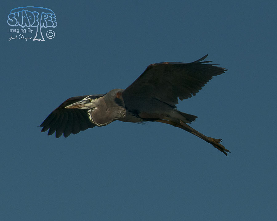 Great Blue Heron - Ardea herodias