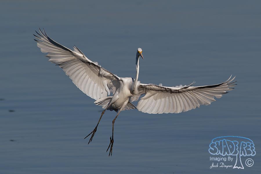 Great Egret - Ardea alba