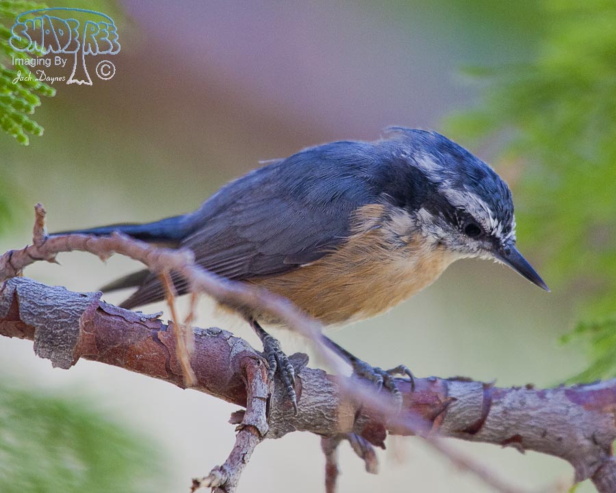 Red-Breasted Nuthatch - Sitta canadensis