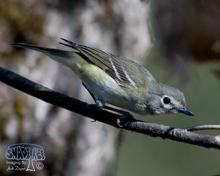 Cassin's Vireo - Vireo cassinii