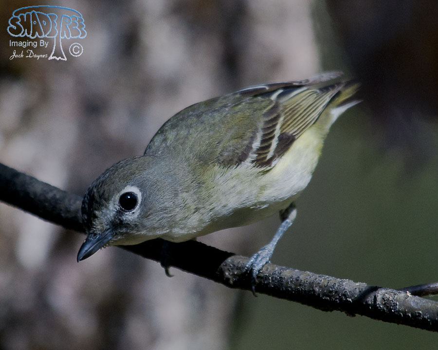 Cassin's Vireo - Vireo cassinii