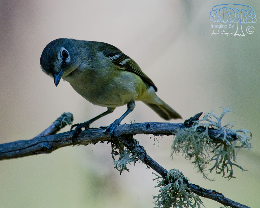 Cassin's Vireo - Vireo cassinii