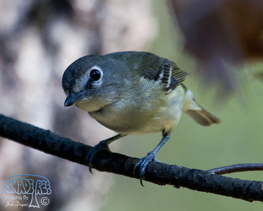 Cassin's Vireo - Vireo cassinii