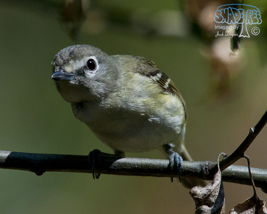 Cassin's Vireo - Vireo cassinii
