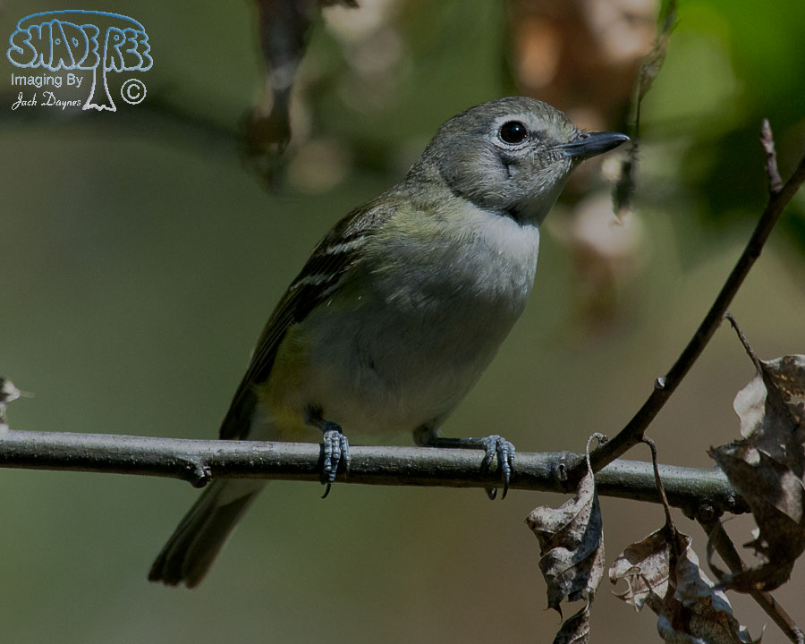 Cassin's Vireo - Vireo cassinii